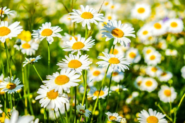 Natual white chamomile flowers in the forest — Stock Photo, Image