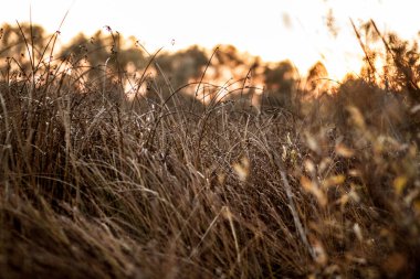 Orman yakınında gün batımında sarı-kahverengi sonbahar çim yakın çekim.