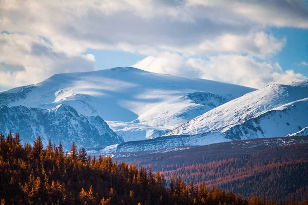 Altai Republic. The höst lärk skog och skönheten i snövita toppar. — Stockfoto