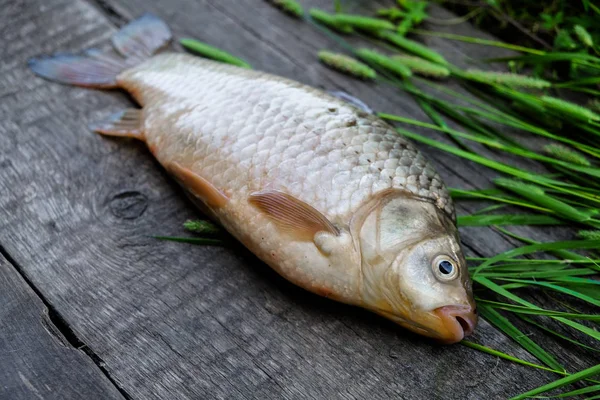 Live fish has just been caught from the river. The fish lies on the background of old gray boards.