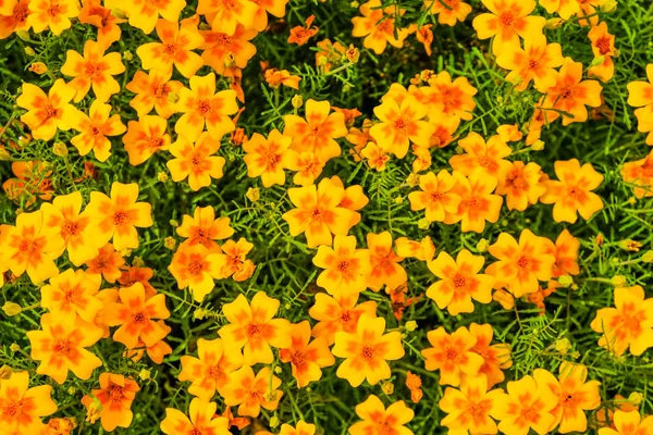 Fleurs de souci orange clair à feuilles minces dans le jardin. Gros plan. Vue du dessus pour l'arrière-plan . Image En Vente