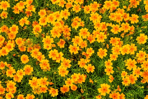 Hermosas flores naranjas de caléndulas de hojas delgadas en el jardín. Vista superior para fondo . — Foto de Stock