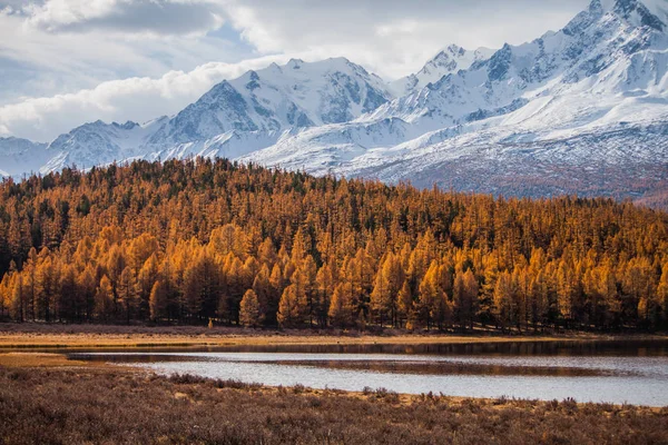 黄金の秋雪のピークを背景にオレンジ色のカラマツ。ロシア。アルタイ共和国. — ストック写真