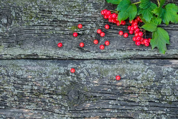 A sprig of red ripe viburnum berry, with green leaves, on a background of old boards with moss. View from above. — Stock Photo, Image