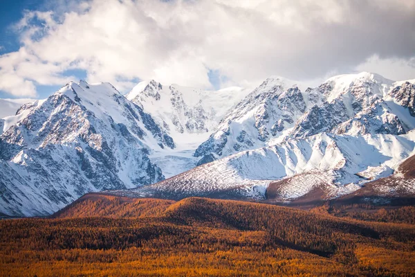 Rusko. Altajská republika. Zlatý podzim. Oranžový modřín na pozadí zasněžených hor. — Stock fotografie