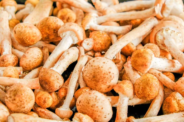 Background of many natural forest mushrooms collected Armillaria mellea. Close-up. — Stock Image Background of many natural forest mushrooms collected Armillaria mellea. Close-up. Stock Image