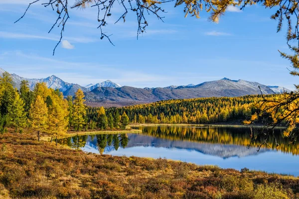 Gyllene höst i fjällen. Reflektion av berg och gula, gröna träd på ytan av sjön. Ryssland. Sibirien. Altai Republic. — Stockfoto