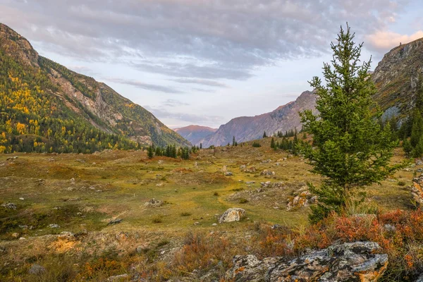 Höstlandskap i fjällen. Barrträd i en ravin med stenar och färgglada mossa. Altai Republiken. — Stockfoto
