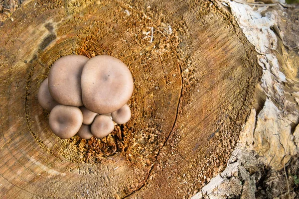 Natural mushrooms Pleurotus ostreatus grown on a stump. Top view. — Stock Photo, Image