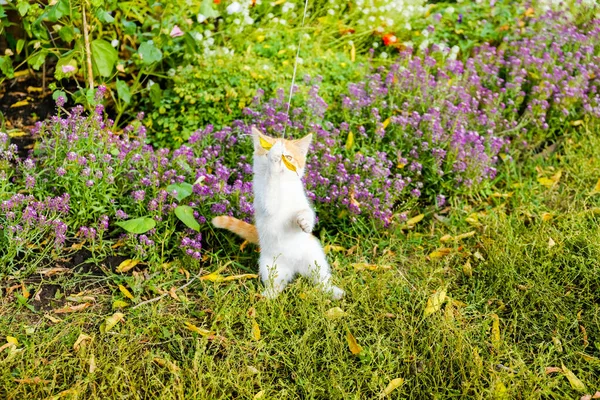 Cute little white-red-haired kitten clutching a leaf on a rope. Against the background of green grass . — Stock Photo, Image