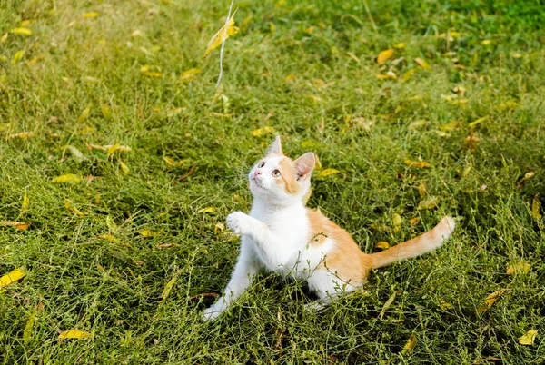 Cute little red-haired kitten is playing with a yellow leaf on a rope. Background of green grass and yellow leaves. — Stock Photo, Image