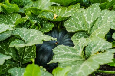 Yeşil yaprakların ortasındaki bahçede doğal yeşil balkabağı. Çiftlik çiftliği.