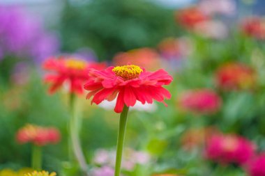 Kızıl Zinnia bahçedeki çiçekleri süslüyor. Yakın çekim, makro.