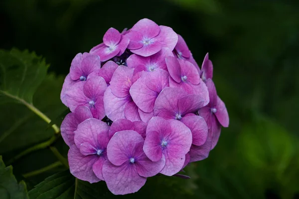 purple hydrangea in bloom, color variation from pink to purple