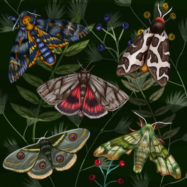 Colección Night Butterflies Fondo Floral Cinco Coloridas Mariposas Nocturnas —  Fotos de Stock