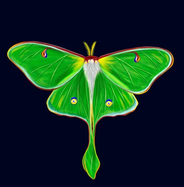 Lunar Moth Night Butterfly Aislado Sobre Fondo Oscuro Ilustración Pintada —  Fotos de Stock