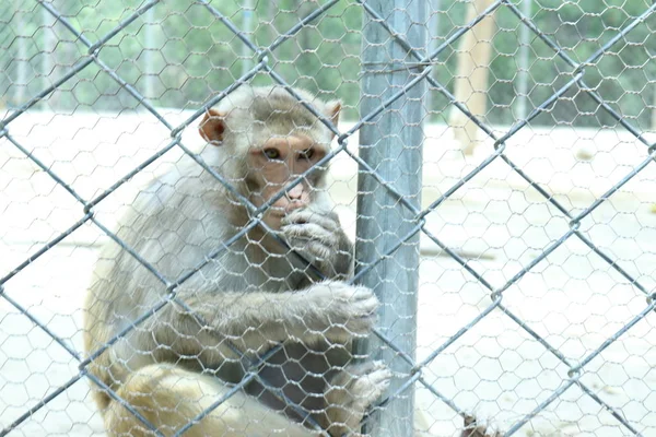 Los monos son animales sociales inteligentes. . — Foto de Stock