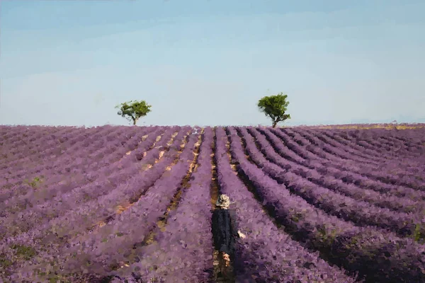 Champ de lavande peint avec des fleurs violettes près du ciel bleu — Photo de stock