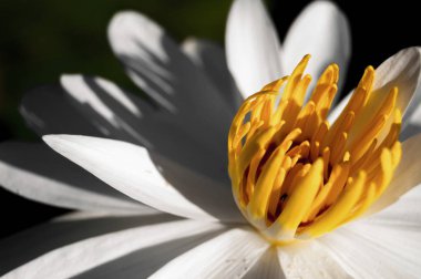 Beyaz Lotus gölet dinlenme