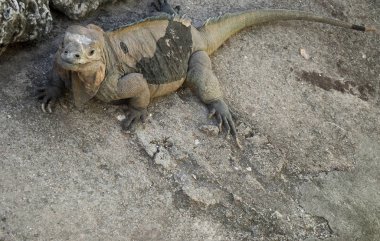 kayalıkların üzerinde dinlenmek sallanmış Iguana