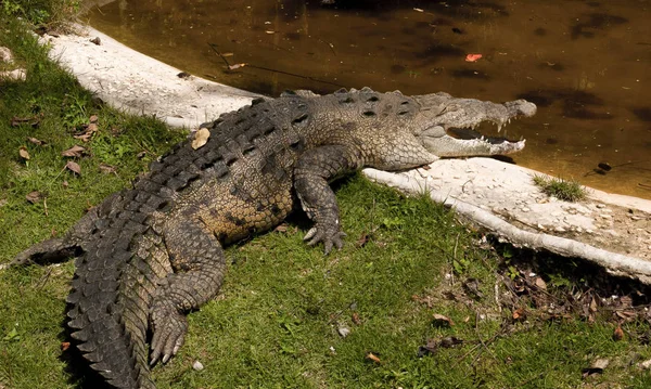 Crocodilo Posando Enquanto Toma Sol Frente Lagoa — Fotografia de Stock