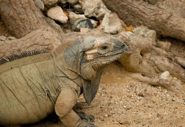 Getarnter Leguan Ruht Auf Den Felsen — Stockfoto