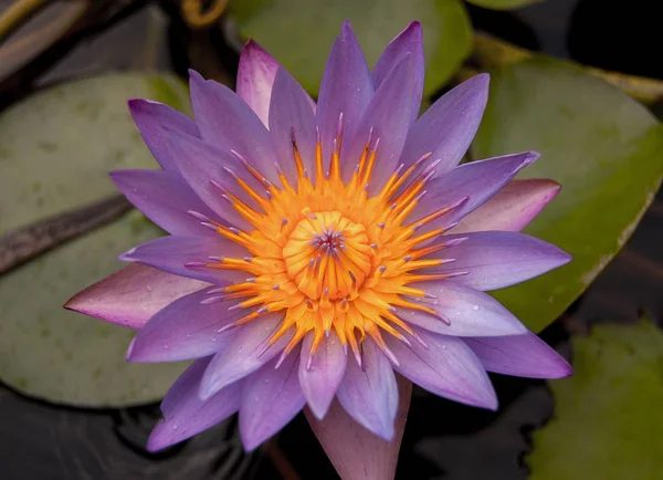 top view of lotus flower in the pond