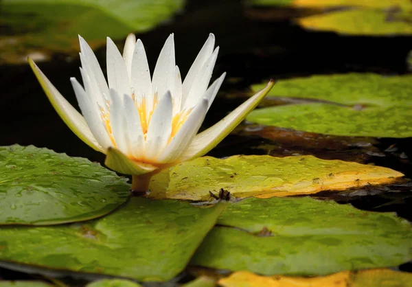 Lotus Blanc Reposant Dans Étang — Photo