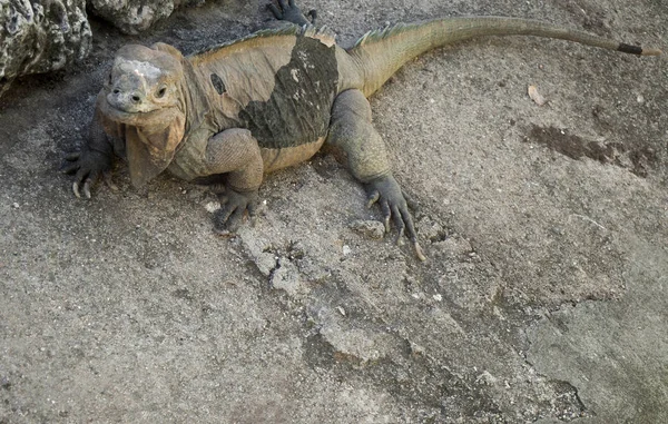 Álcázott Iguana Nyugszik Sziklák — Stock Fotó