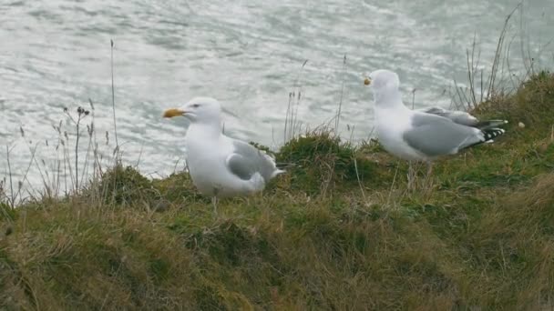 Gaviota — Vídeo de stock