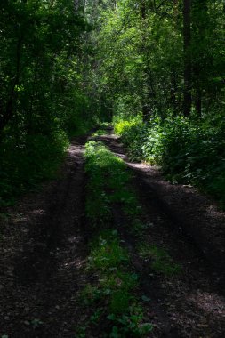Güneşten gölgede yeşil ormanda Yol.