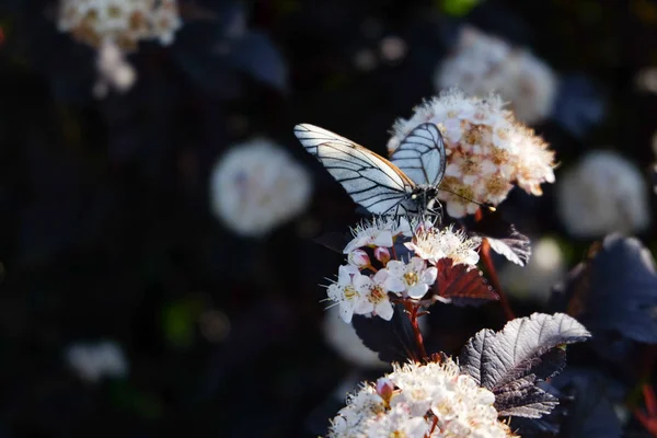 Papillon Blanc Est Assis Sur Une Fleur Blanche Vue Macro — Photo