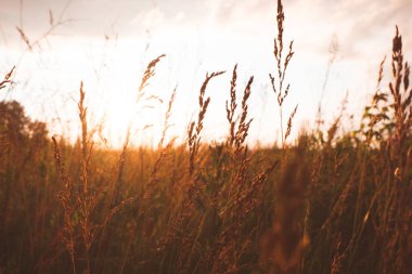 Papatyalar alanı parlak arka plan