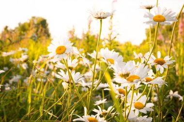 Alanda sarı yeşil çim arka plan üzerinde papatyalar