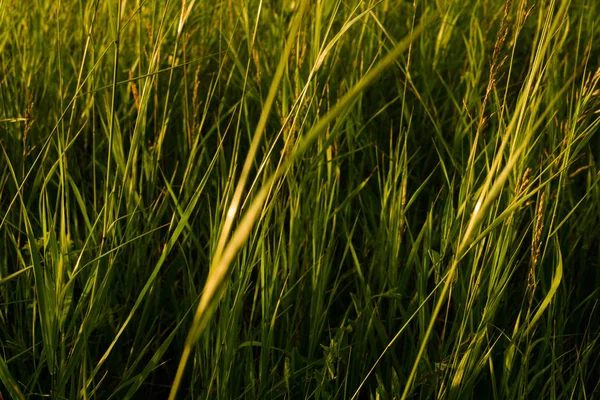 Grass Field Close View — Stock Photo, Image