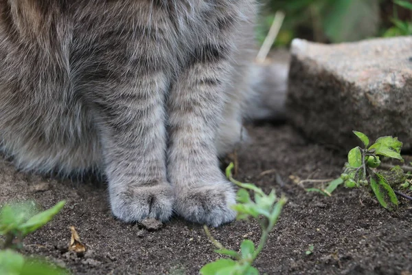 Cute cat paws. The perfect paws