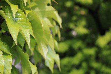 Bahar ağacının yaprakları