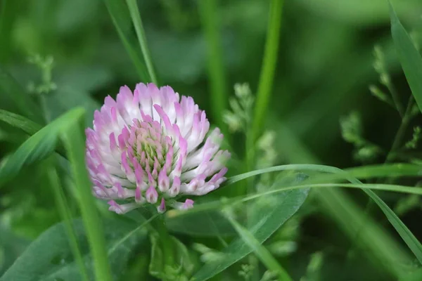 Bloem Tuin — Stockfoto