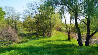 Ukrayna'da orman. yeşil ve mavi.