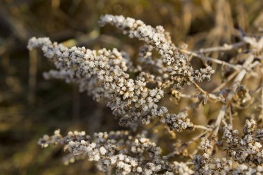 Kuru Çim üzerinde sonbaharda ilk Hoar Frost