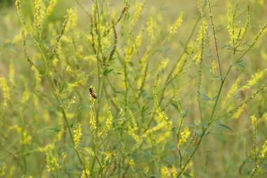 alanında Melilotus officinalis sarı çiçek