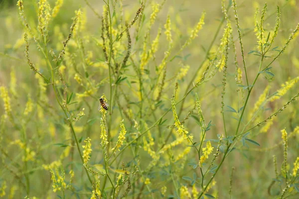 Gelbe Blüte von melilotus officinalis im Feld — Stockfoto