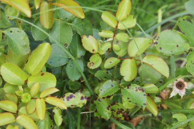 leaves of roses infected by blackspot fungus clipart