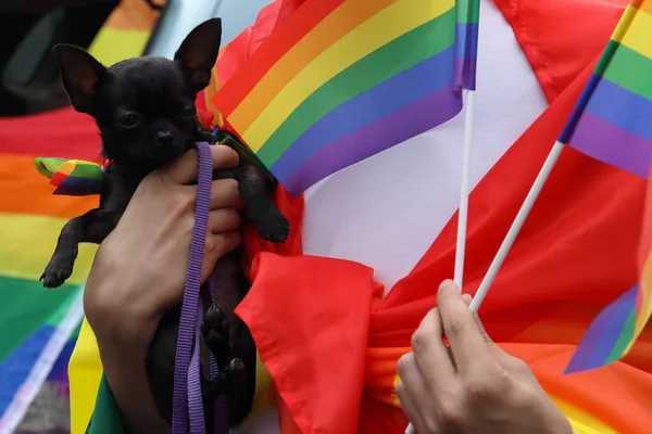 Cão bonito na mão do proprietário envolto em bandeira LGBT arco-íris e pequenas bandeiras em outra mão. Desfile de orgulho comemorar — Fotografia de Stock