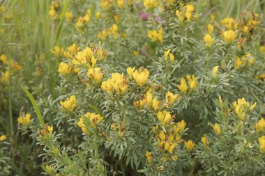 Sarı Süpürge çiçekleri, Genista Horrida Syn Echinospartium Horridum bitkisel bitki