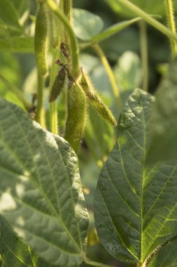Güneşli bir gün tarım soya çiçeği ve kapsüller tarlası arka plan. Güneş ışığına karşı yeşil büyüyen soya fasulyesi.
