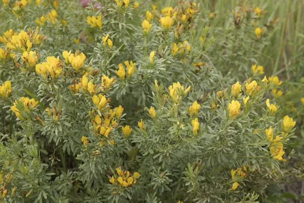 Yellow Broom flowers, Genista Horrida Syn Echinospartium Horridum herbal plant — Stock Photo, Image