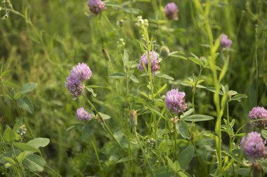 Çiçek açan yonca mor. Yonca bir açıklıkta yetişir ve sıcak ve parlak bir güneş tarafından aydınlatılır