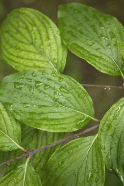 Su damlaları ile yeşil yaprakları, sonbahar hava, doğa arka plan