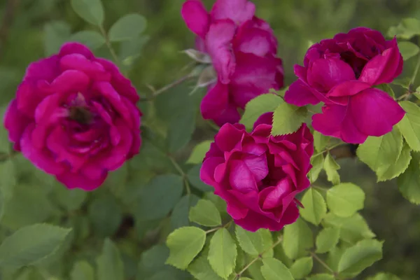 Hermosas rosas rosadas trepadoras en primavera en el jardín — Foto de Stock